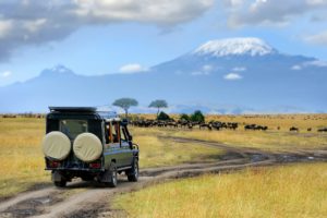 Organiser un séjour safari