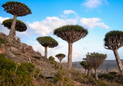 préservation île Socotra