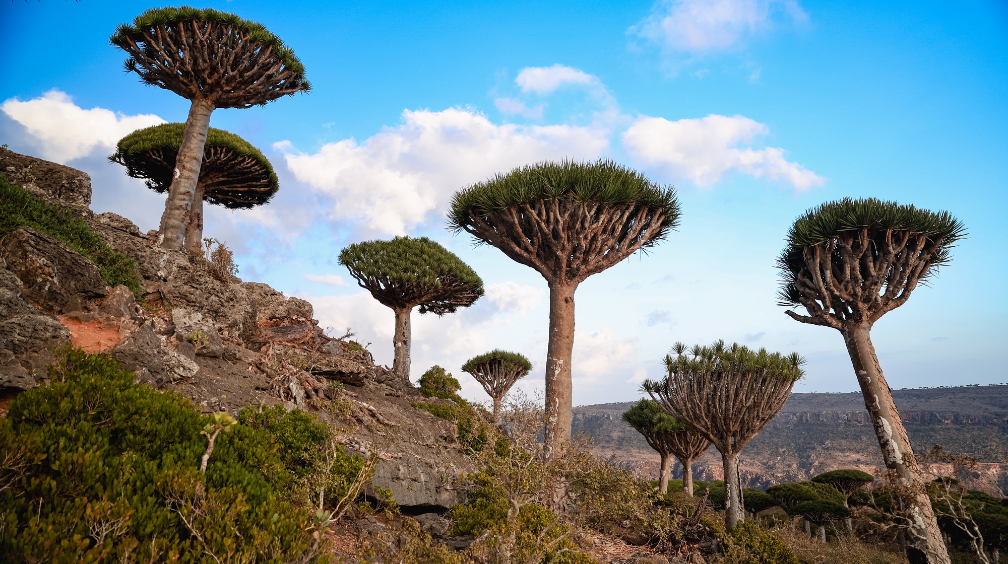 préservation île Socotra