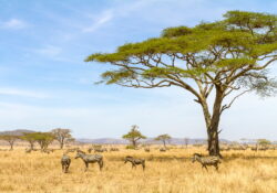 mieux vivre la Tanzanie