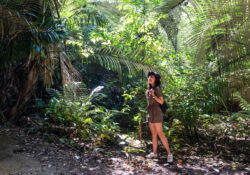 Daintree en Australie