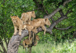 lions grimpeurs