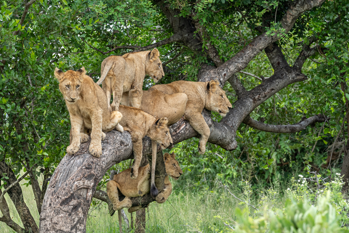 lions grimpeurs