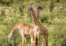 centre des girafes