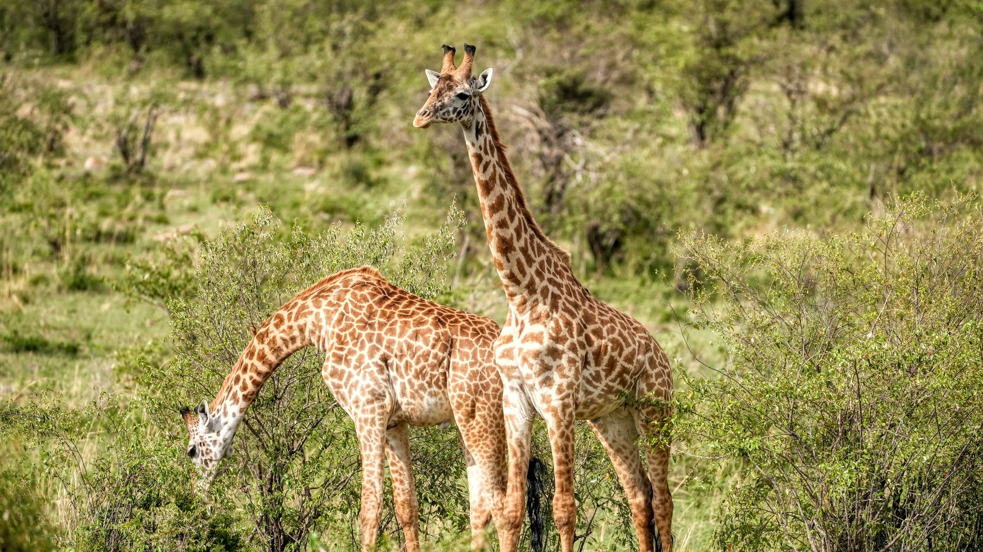 centre des girafes