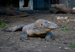 dragons de Komodo