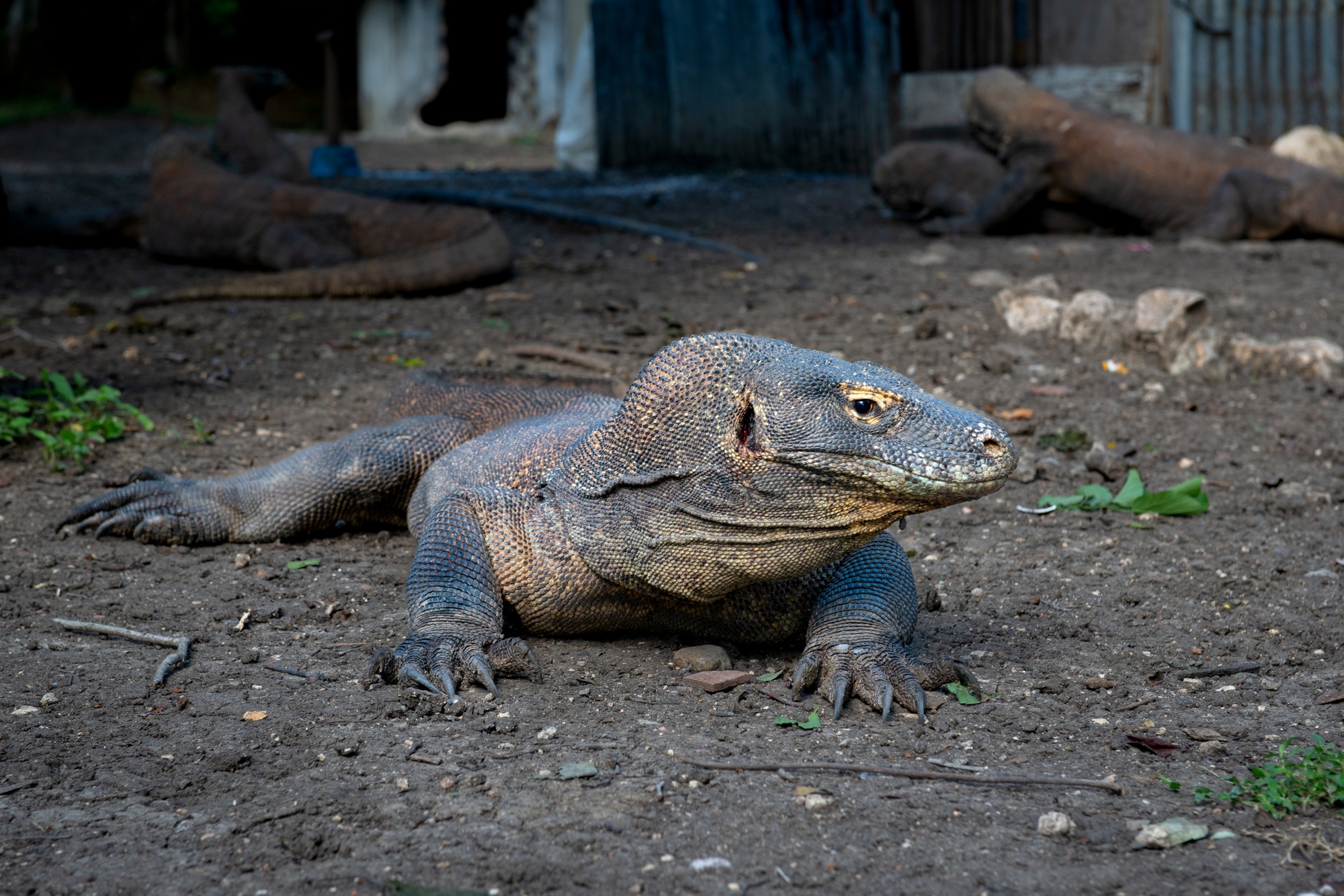 dragons de Komodo