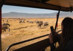 safari en Tanzanie