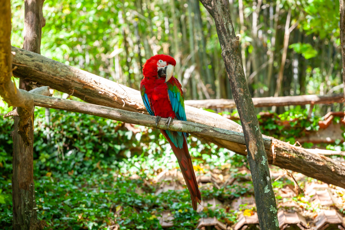 zoo de guadeloupe